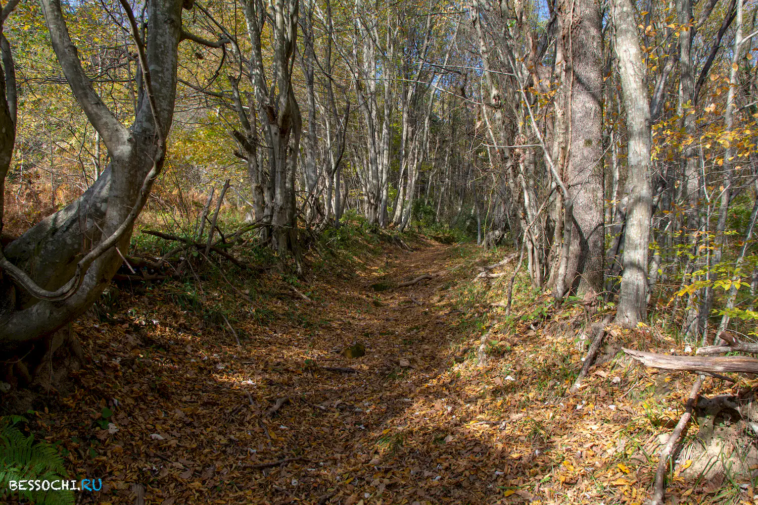 гора Овсянникова