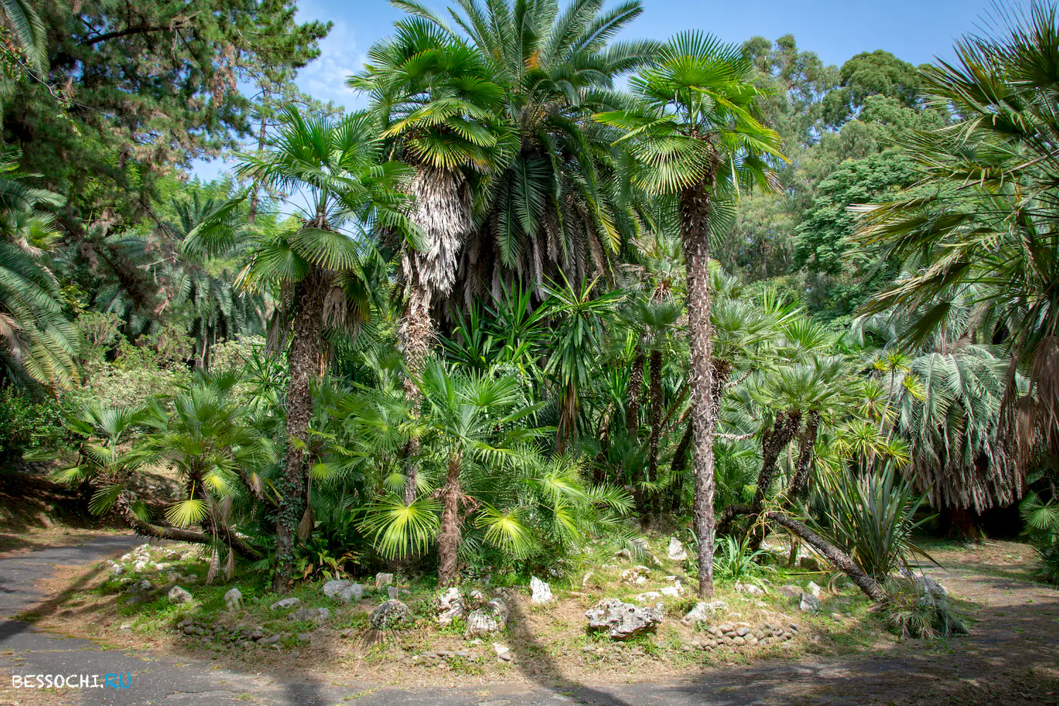 Сухум дендропарк