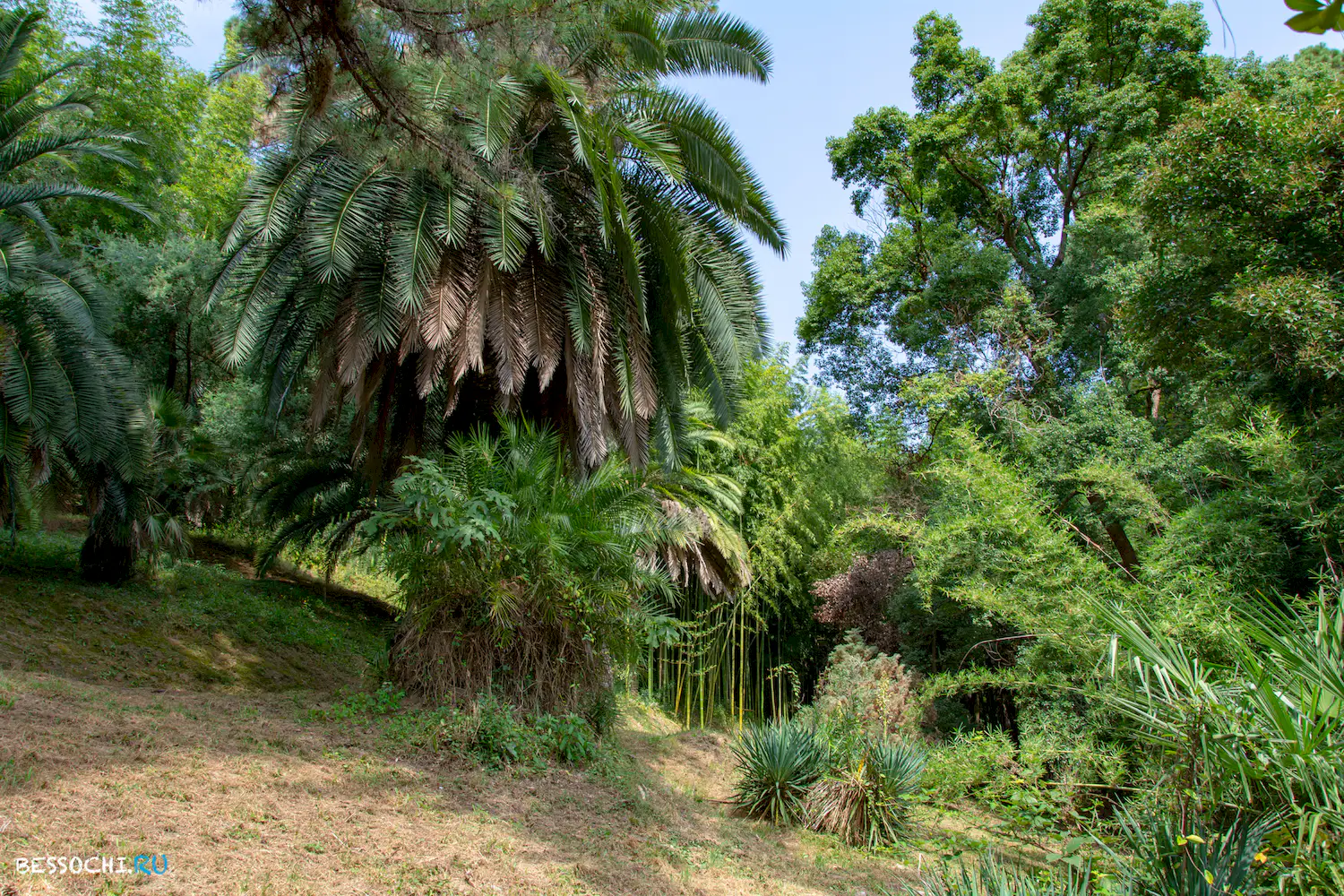 Сухум дендропарк