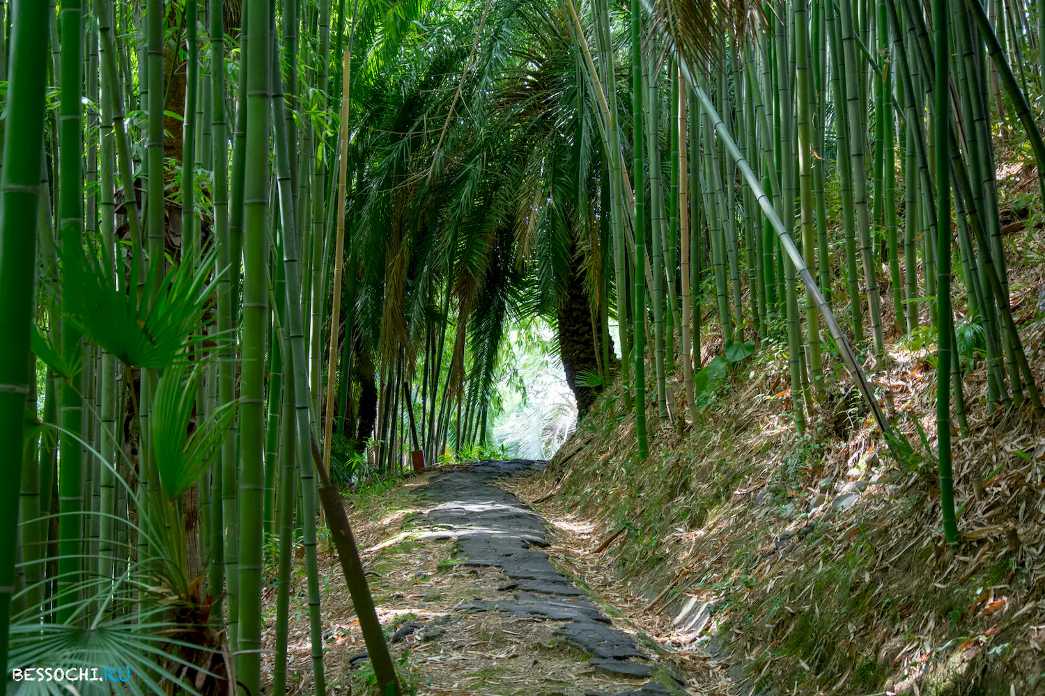 Сухум дендропарк