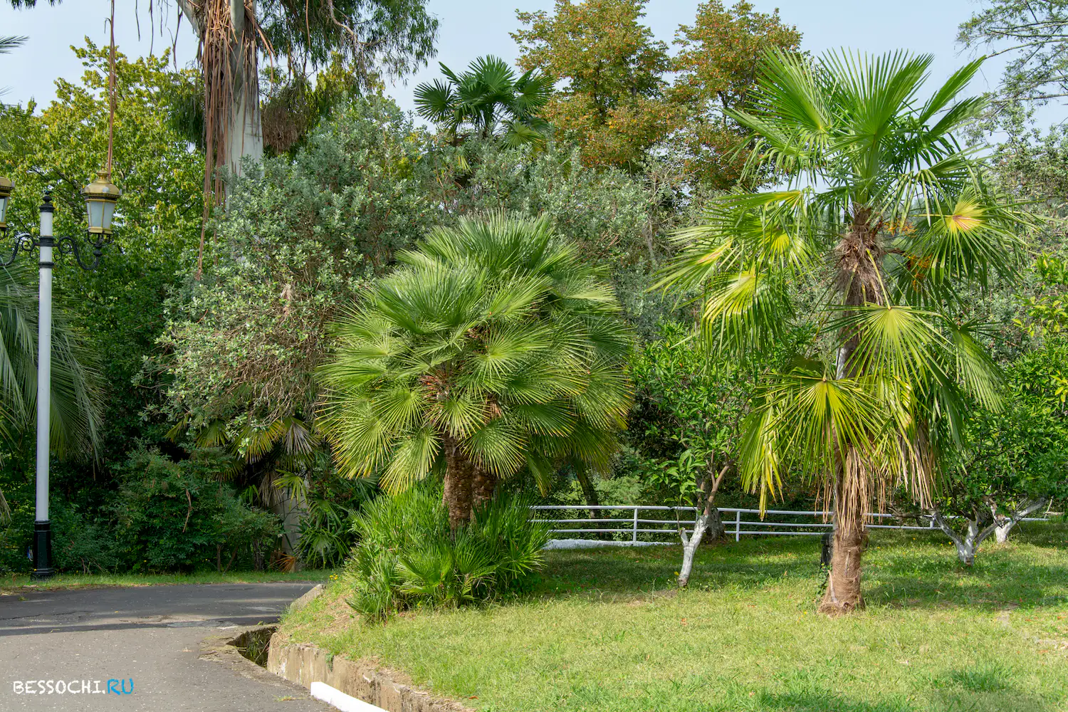 Сухум дендропарк