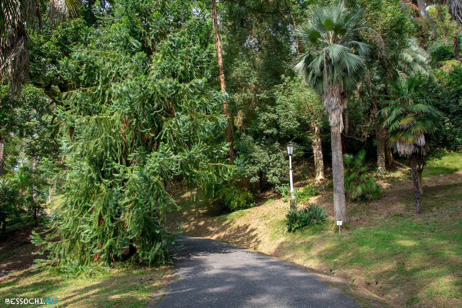 Сухум дендропарк