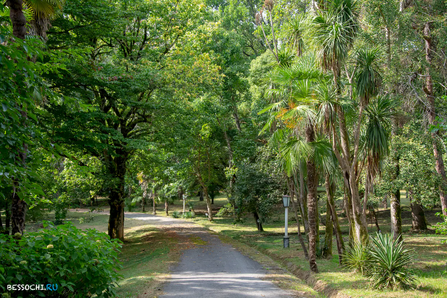 Сухум дендропарк