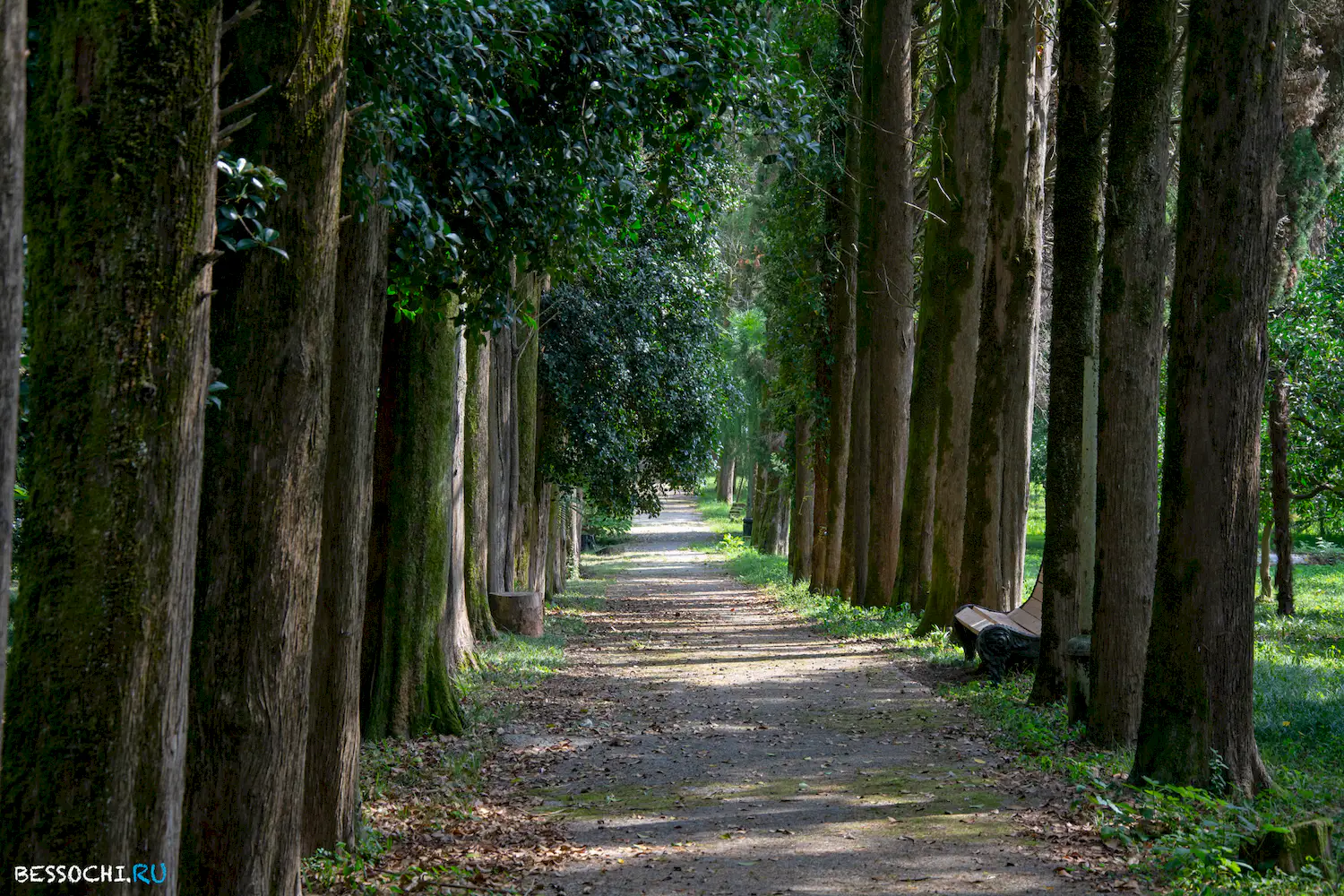 Сухум дендропарк