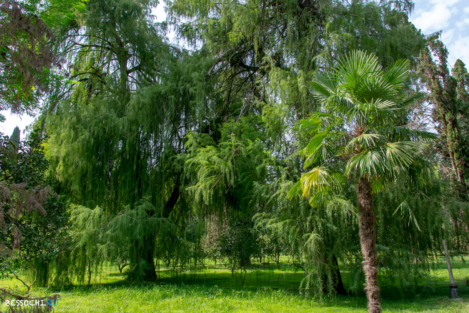 Сухум дендропарк