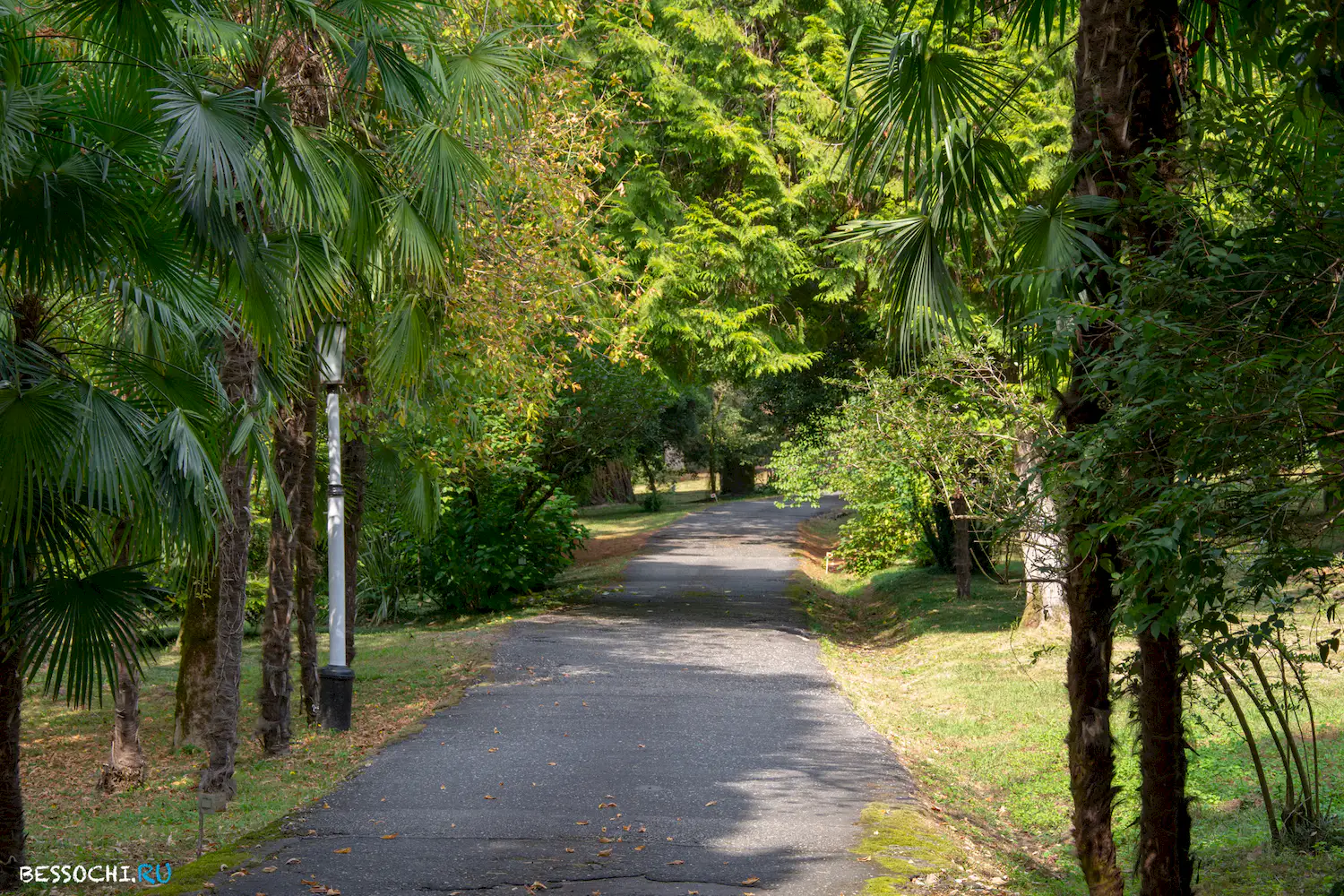 Сухум дендропарк