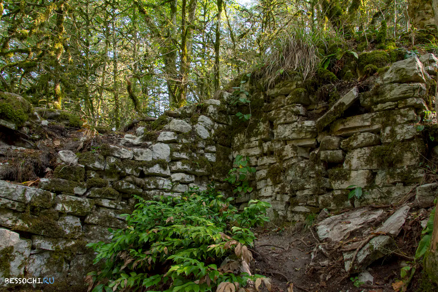 Самшитовая роща