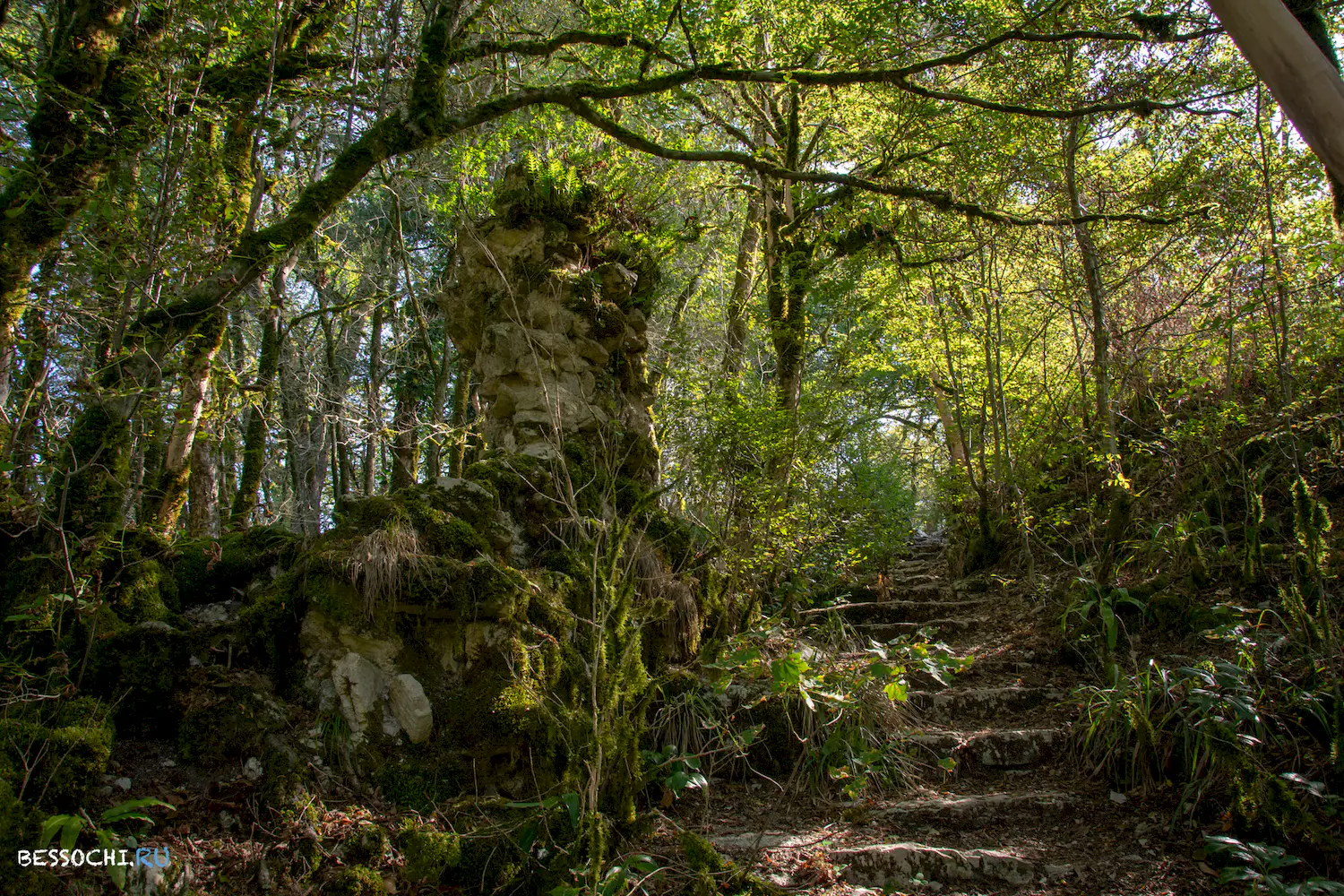 Самшитовая роща