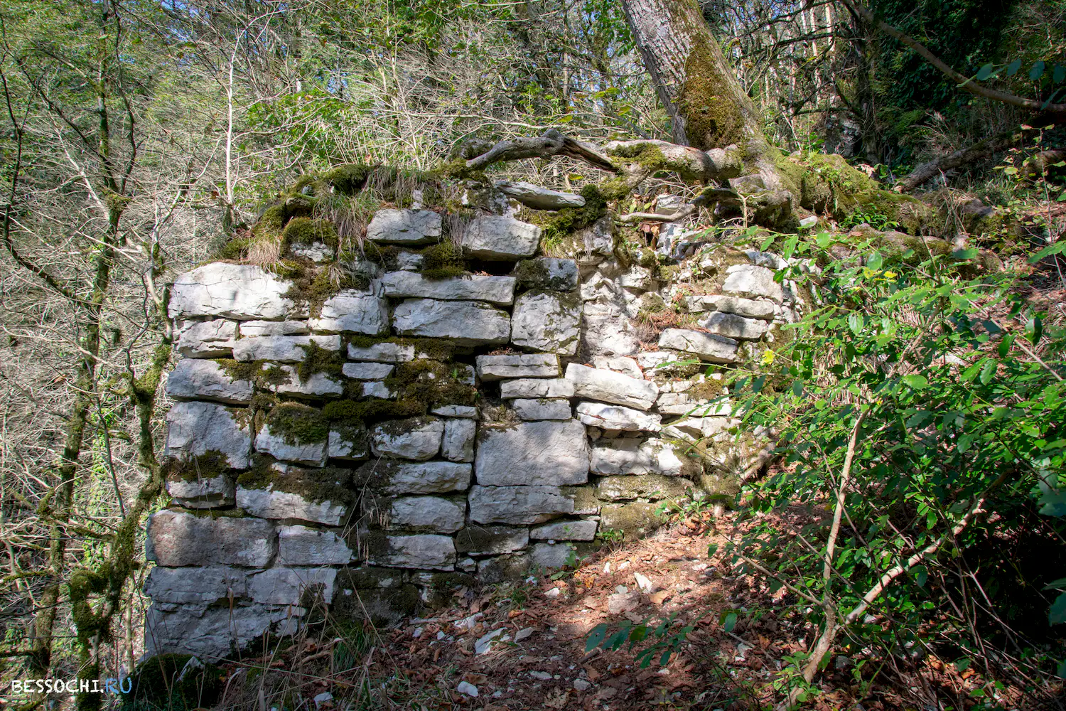 Самшитовая роща