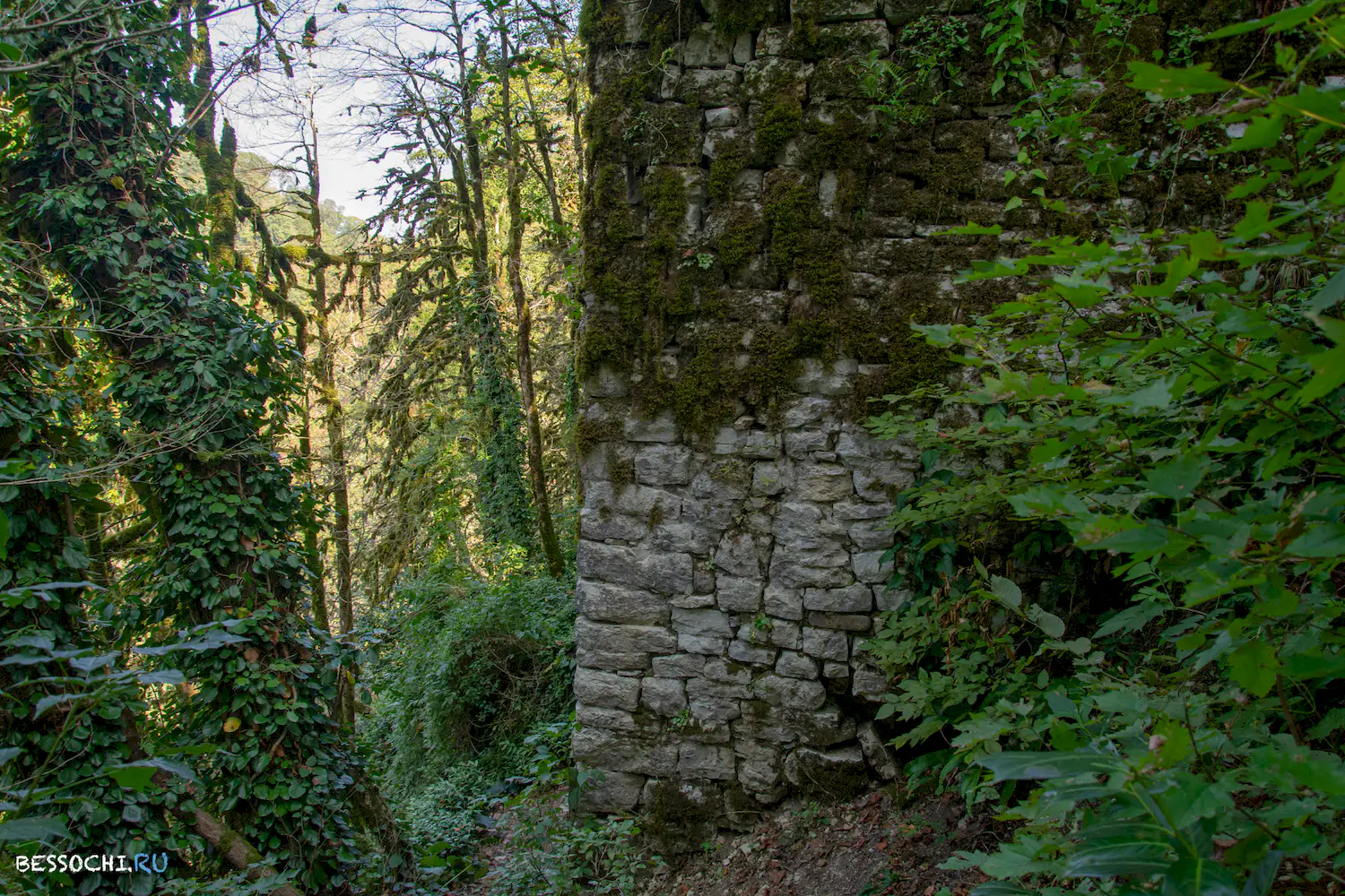 Самшитовая роща