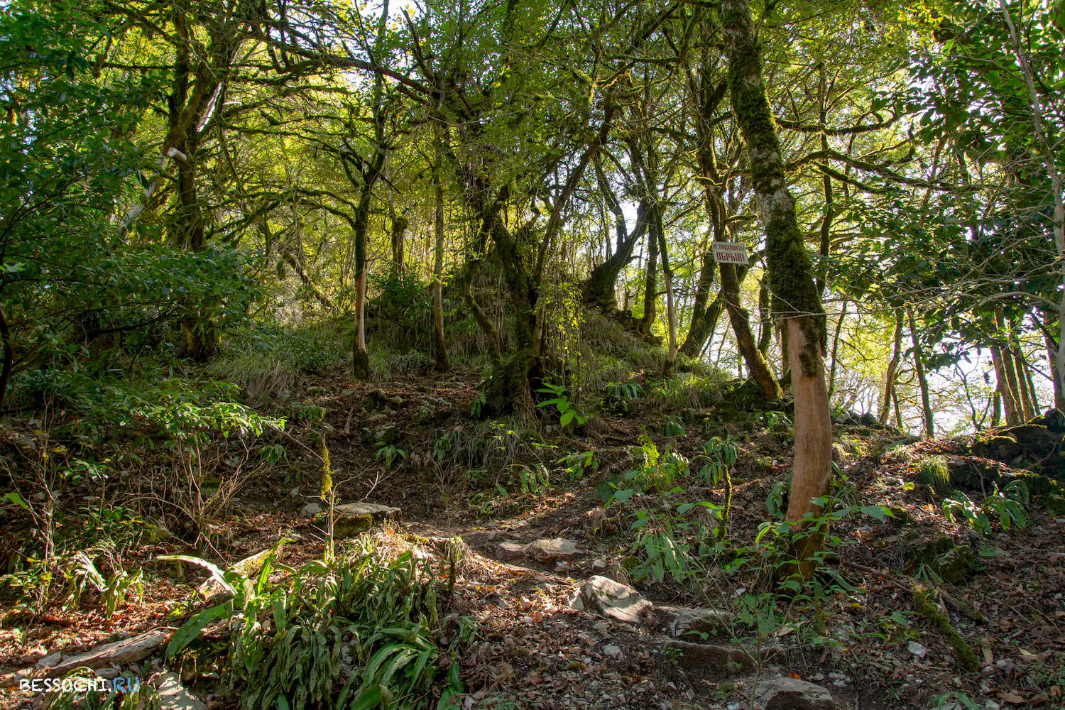 Самшитовая роща