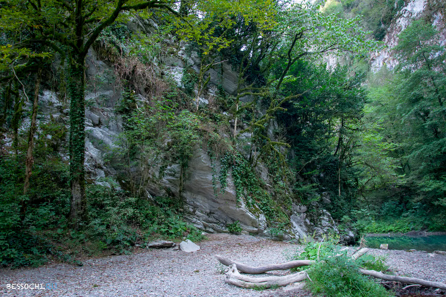 Самшитовая роща