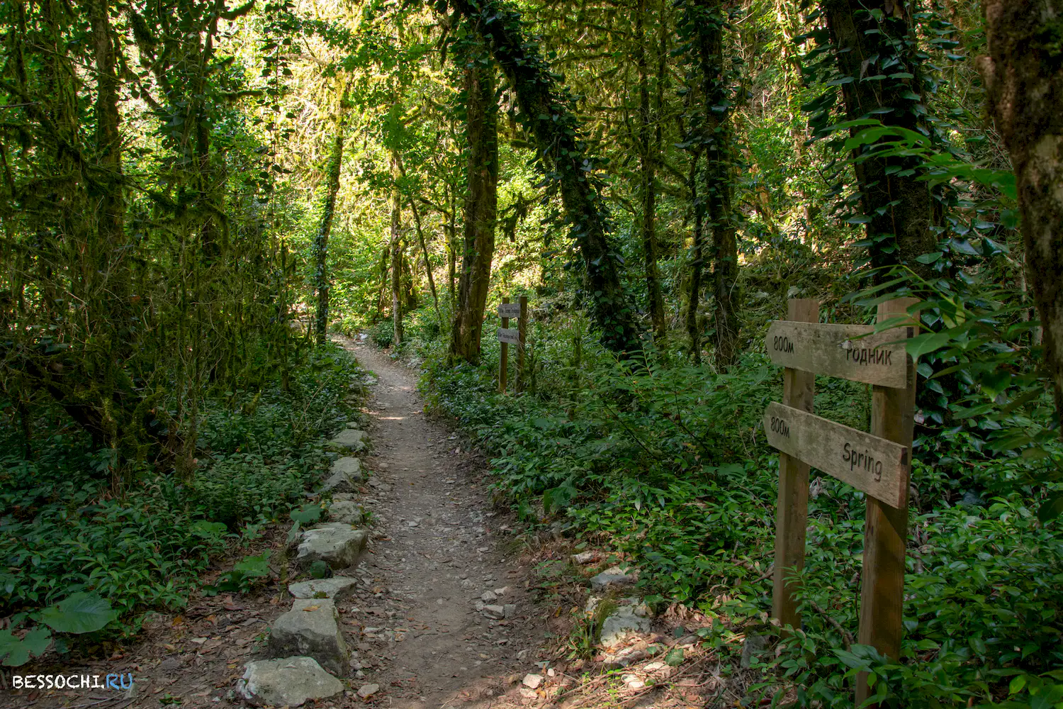 Самшитовая роща