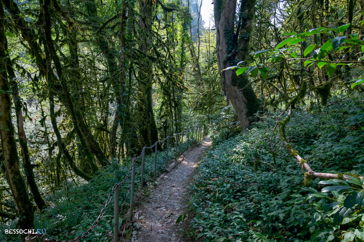 Самшитовая роща