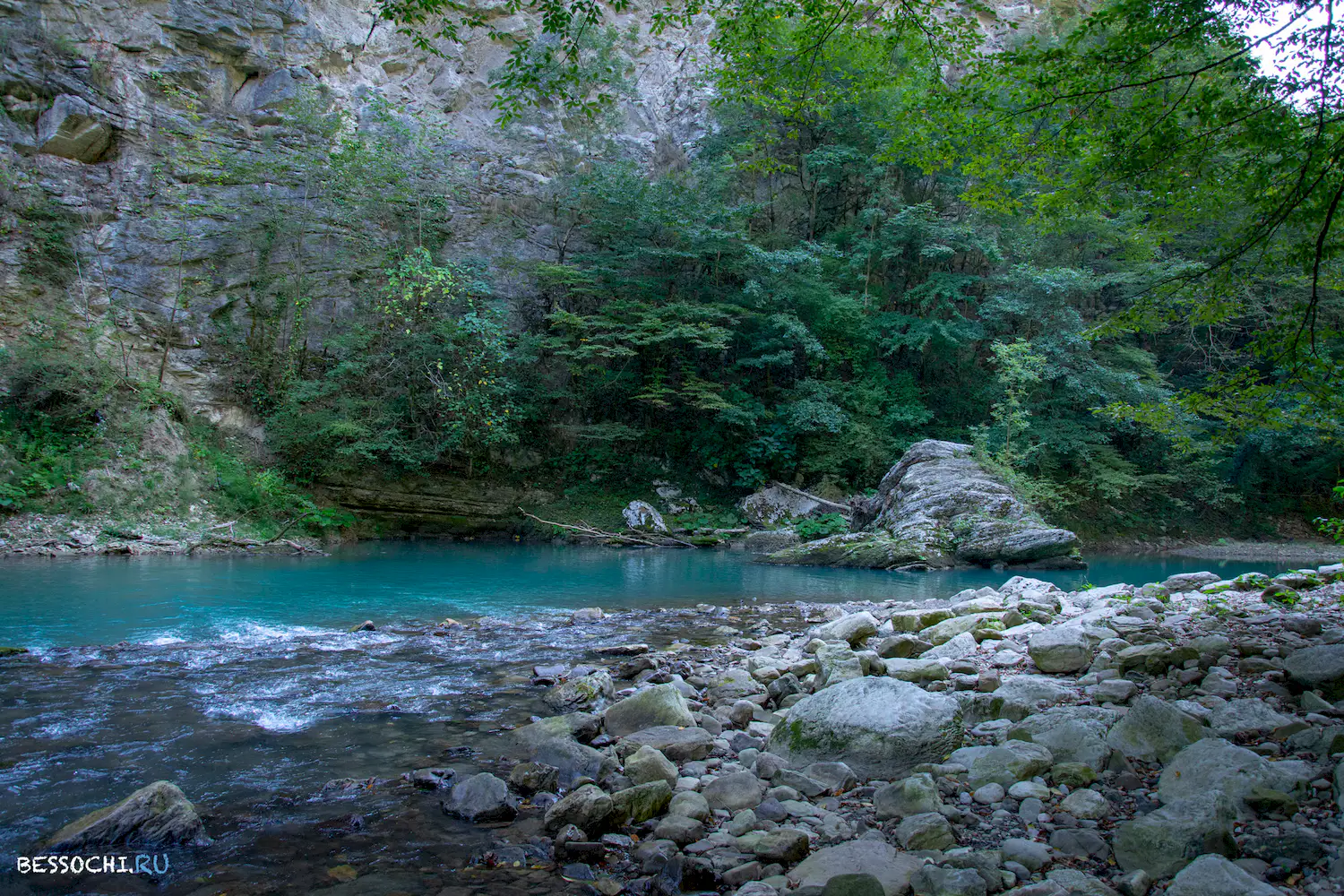 Самшитовая роща