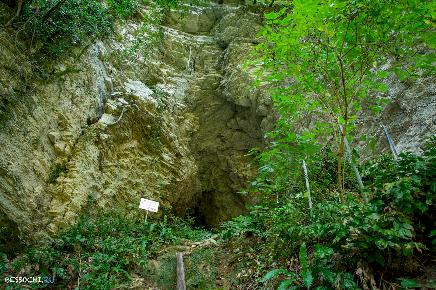 Самшитовая роща