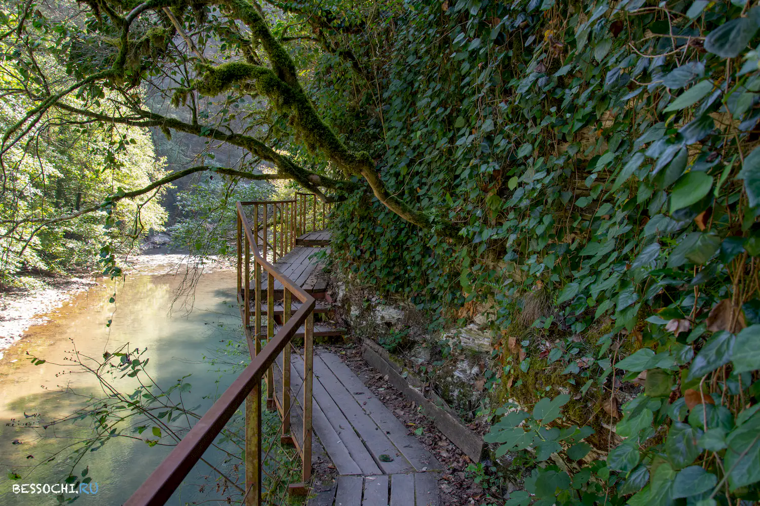 Самшитовая роща