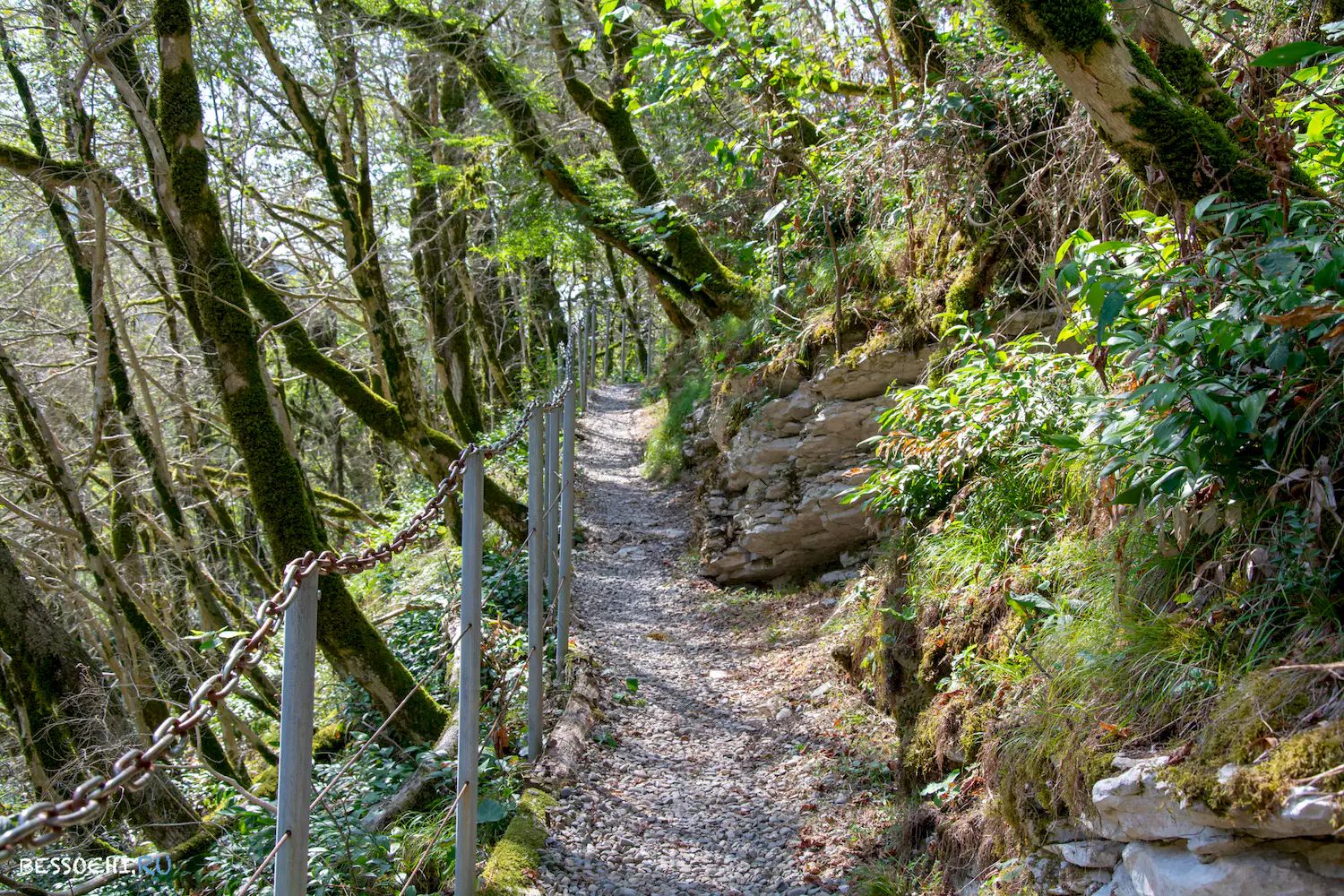 Самшитовая роща