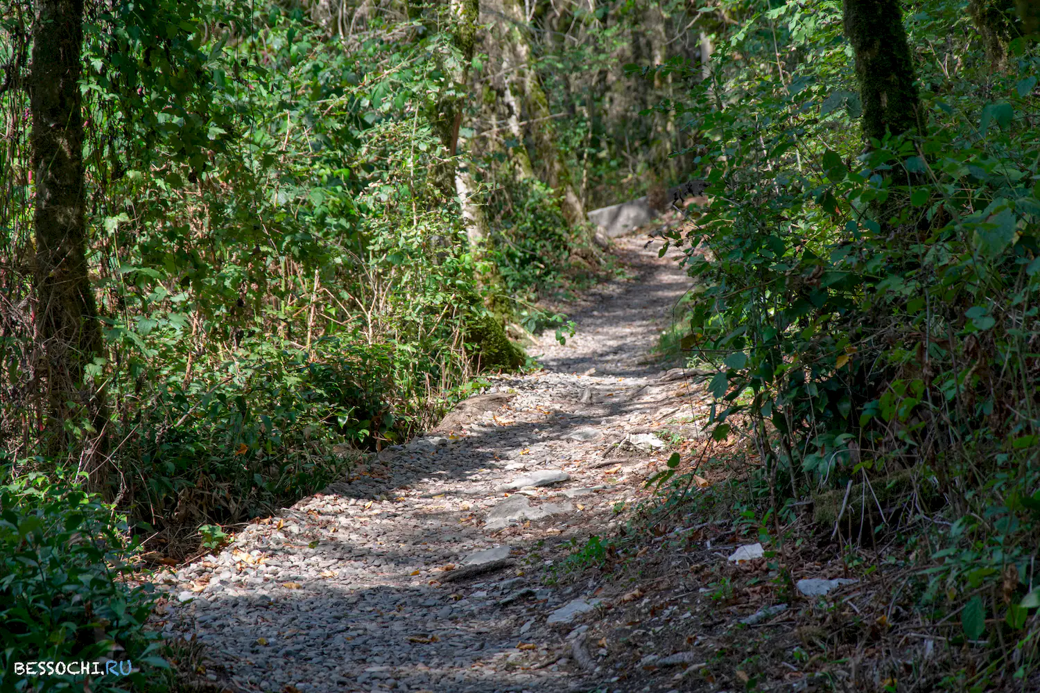 Самшитовая роща