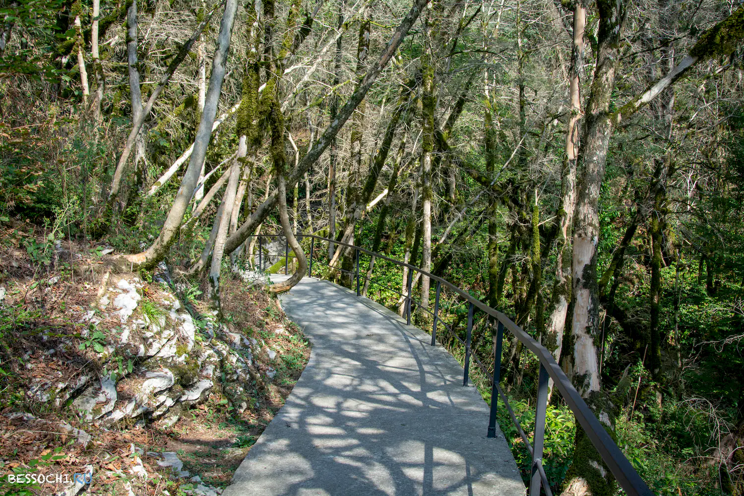 Самшитовая роща