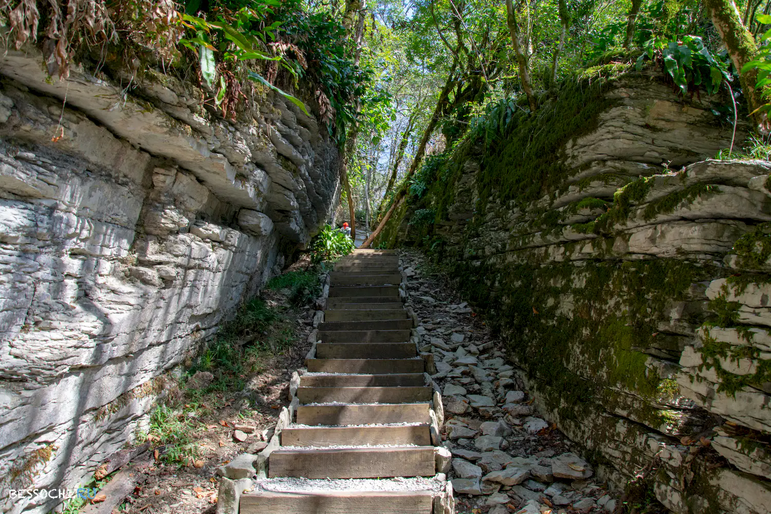 Самшитовая роща