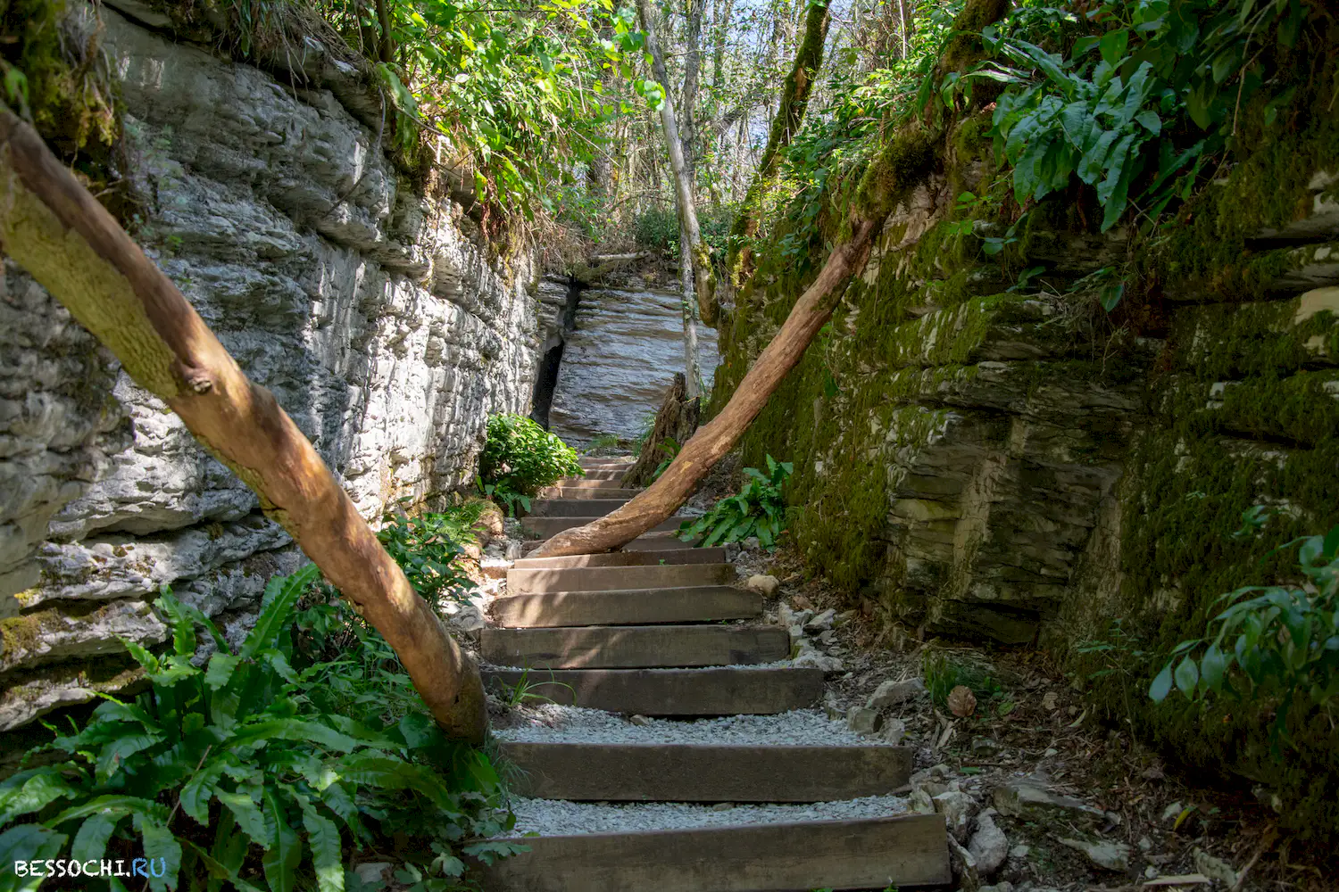 Самшитовая роща