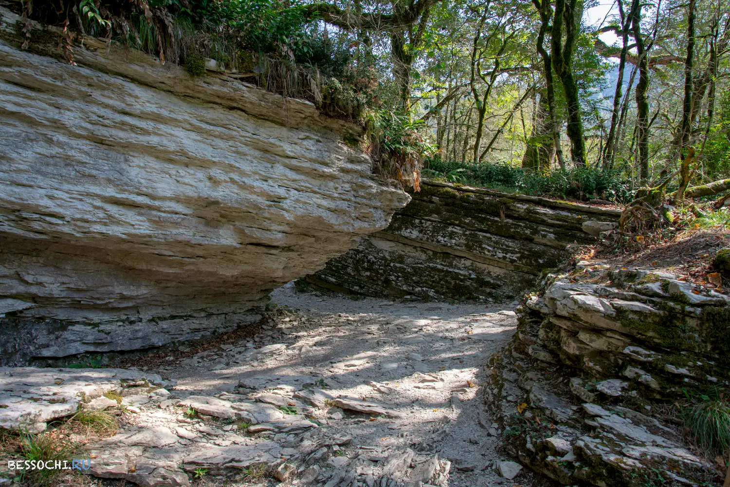 Самшитовая роща