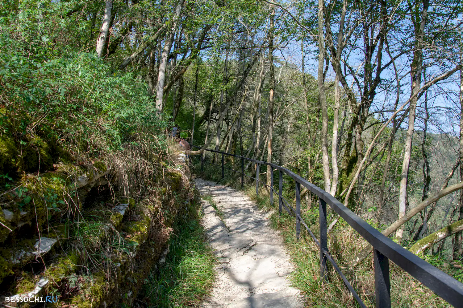 Самшитовая роща