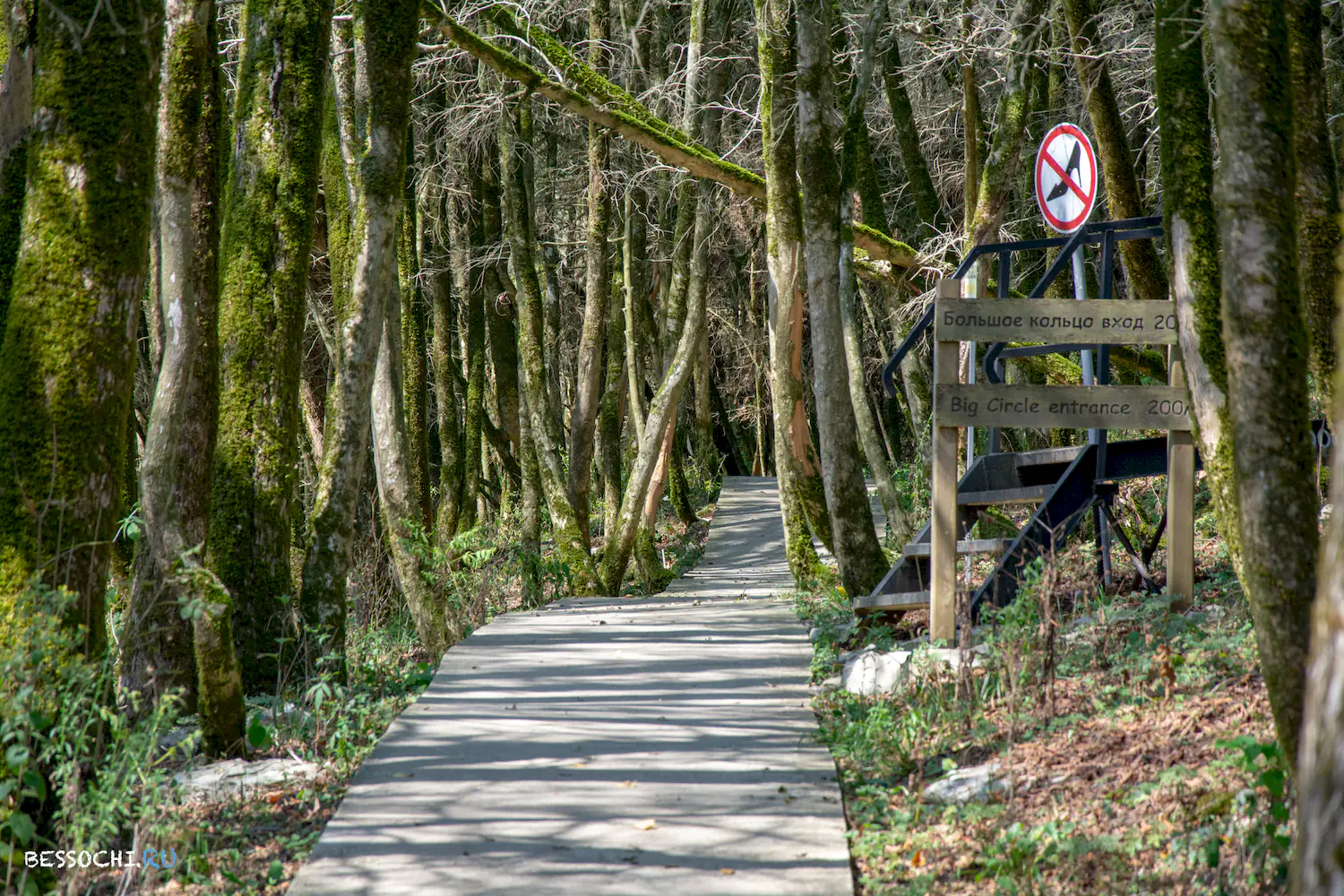 Самшитовая роща