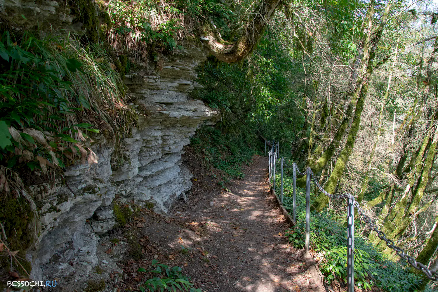 Самшитовая роща