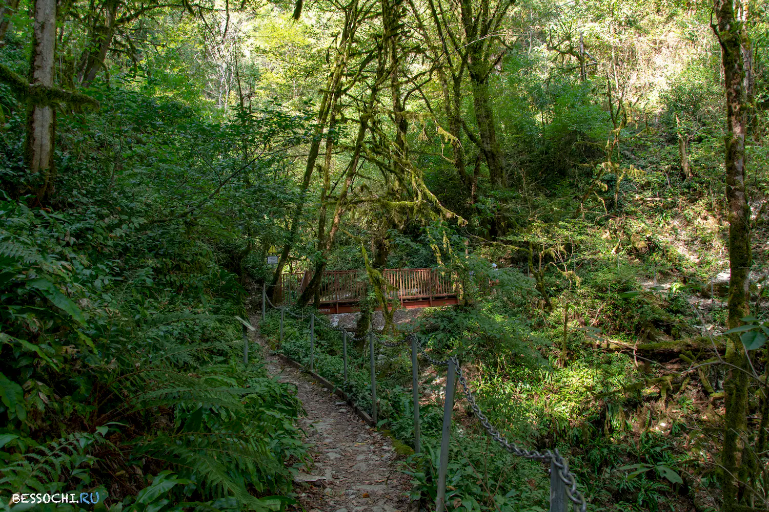 Самшитовая роща