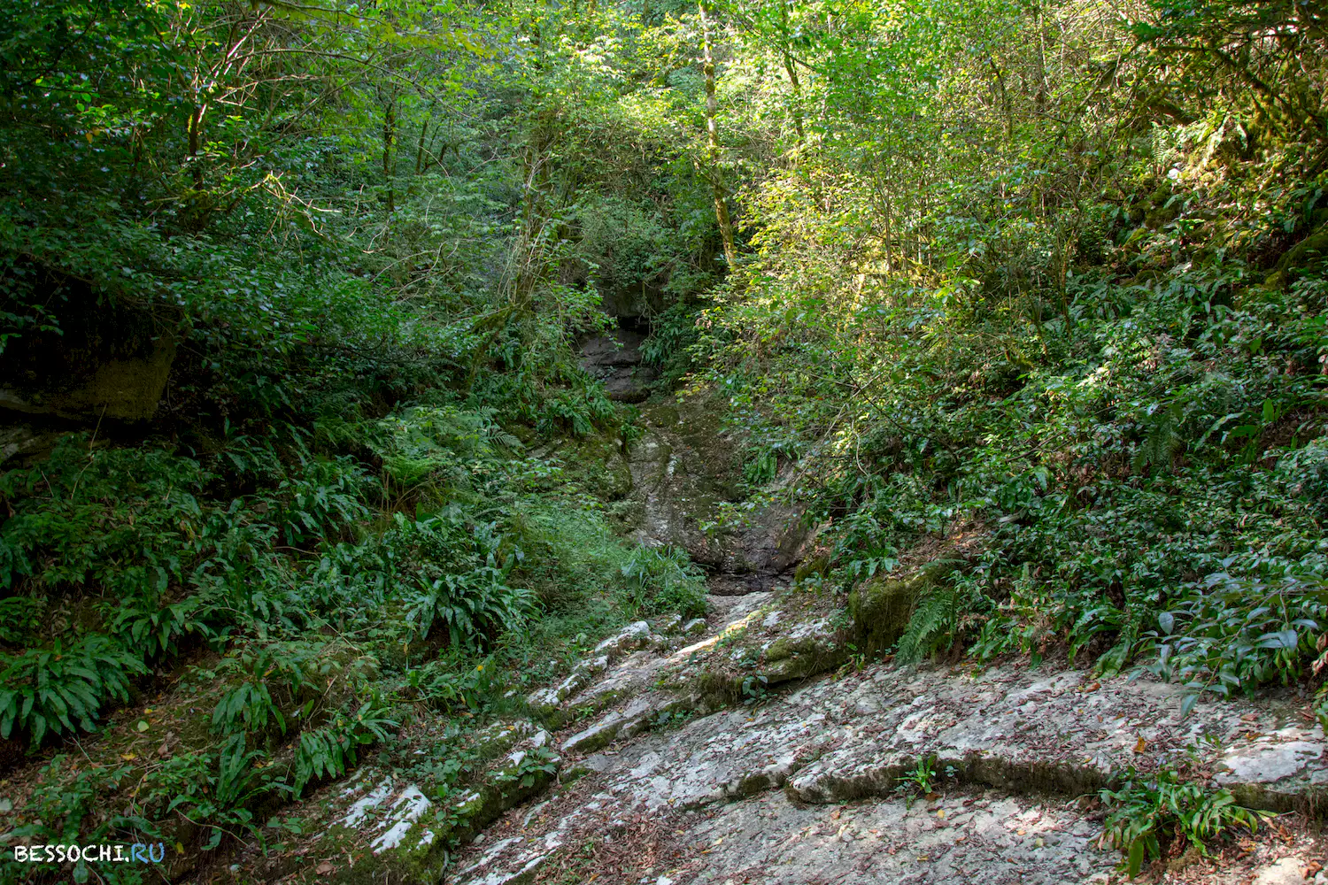 Самшитовая роща