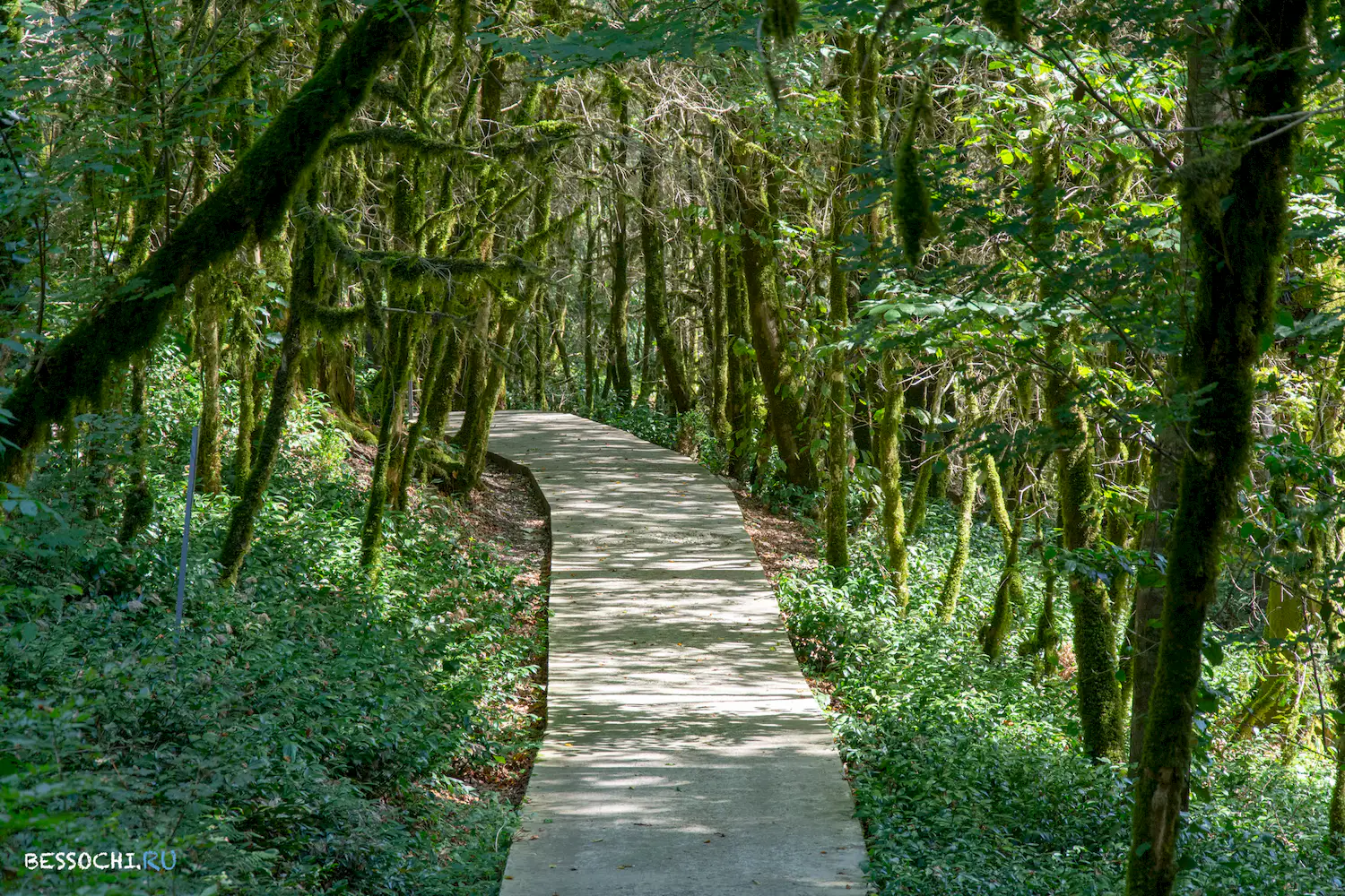 Самшитовая роща