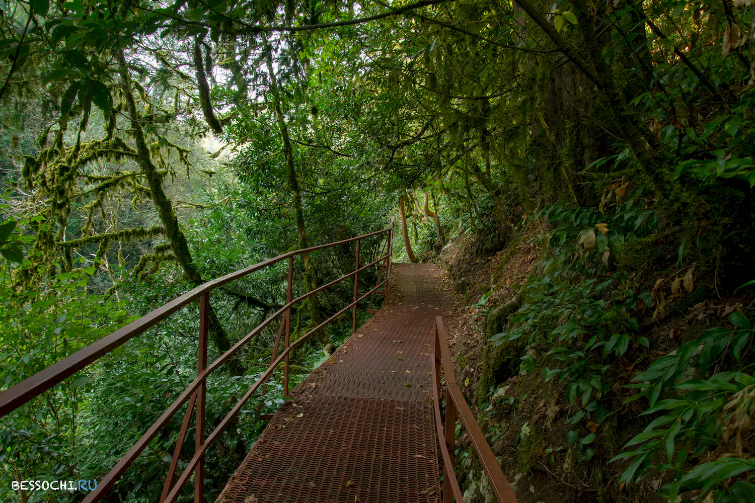 Самшитовая роща