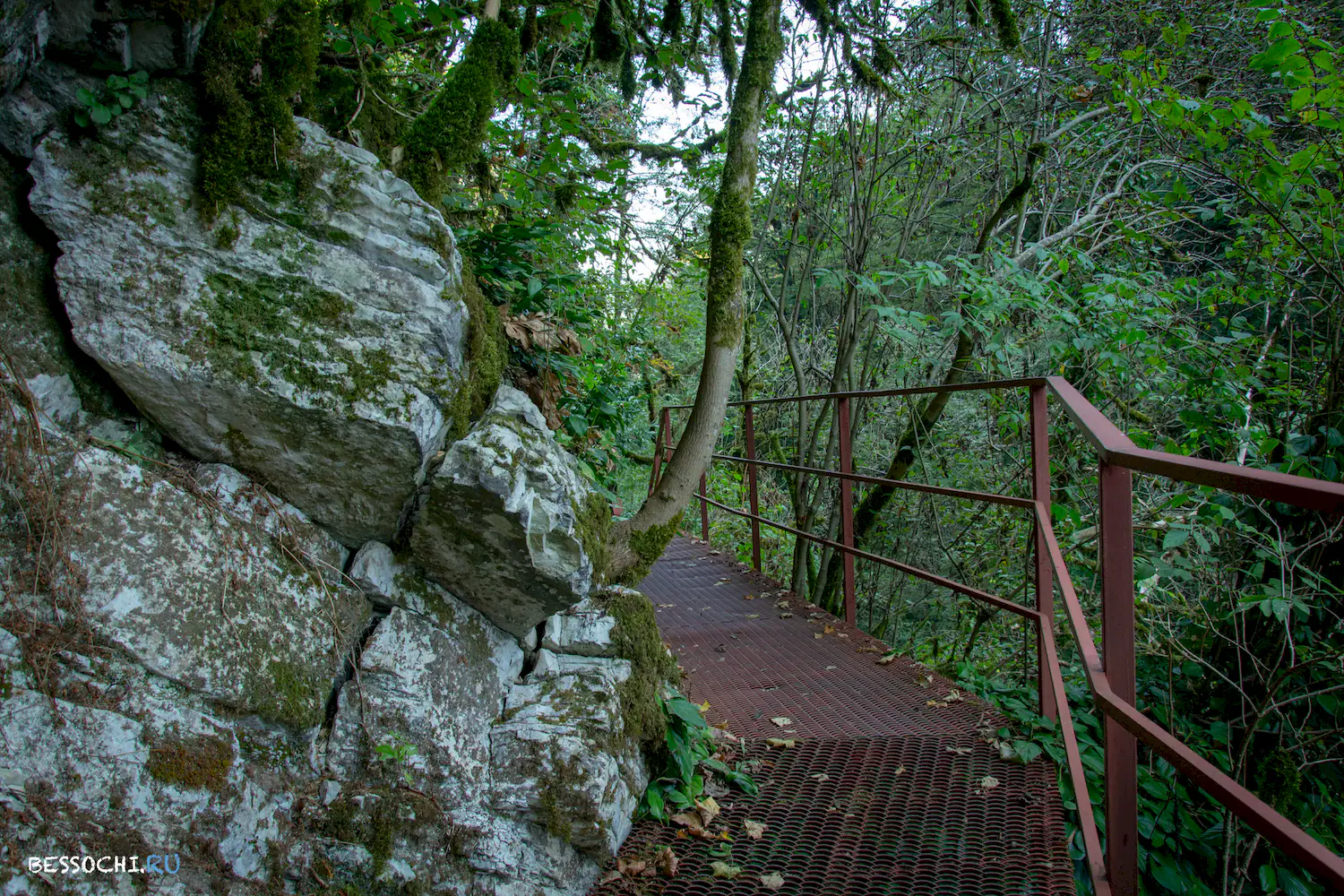 Самшитовая роща