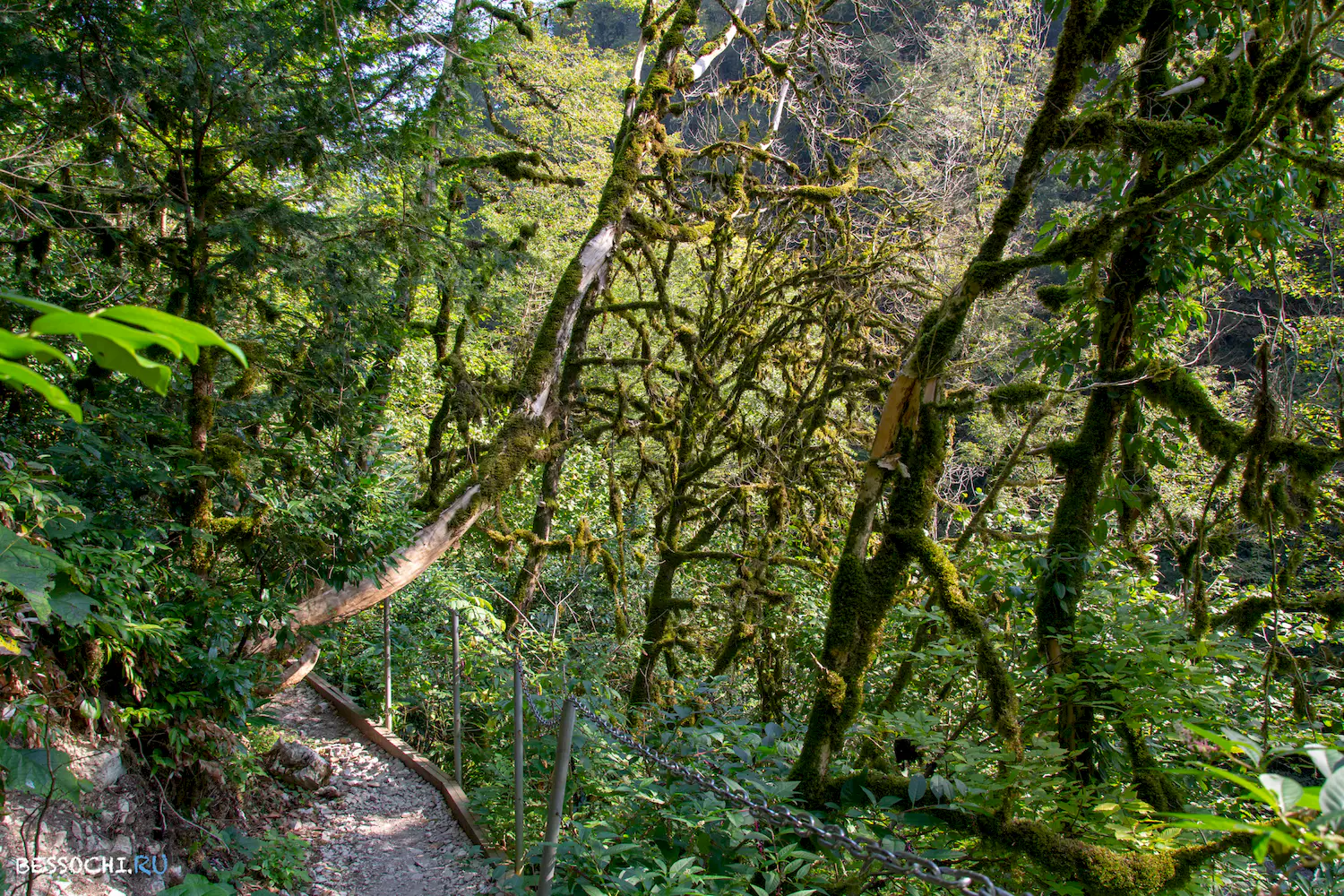 Самшитовая роща