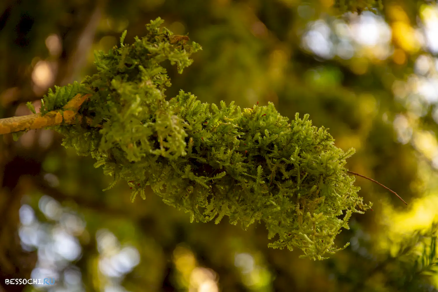 Самшитовая роща