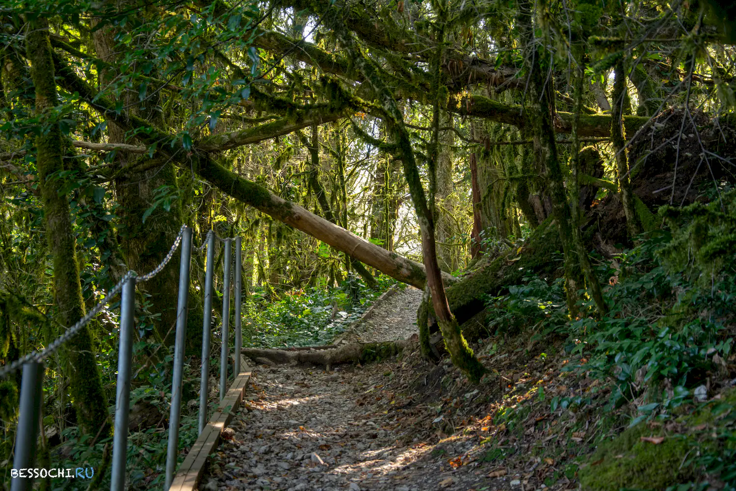 Самшитовая роща