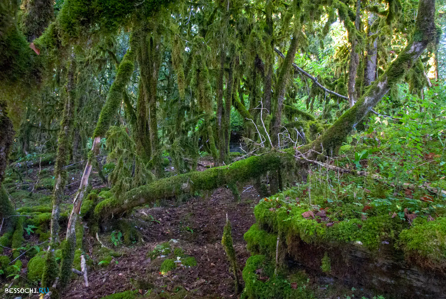 Кудепстинский каньон