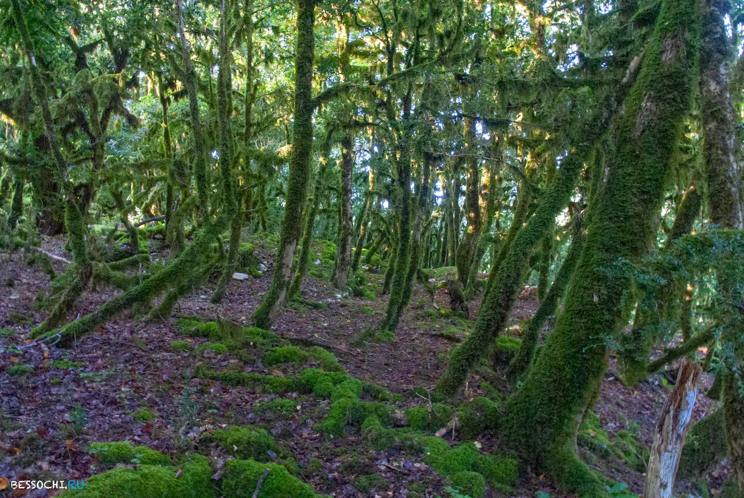 Кудепстинский каньон