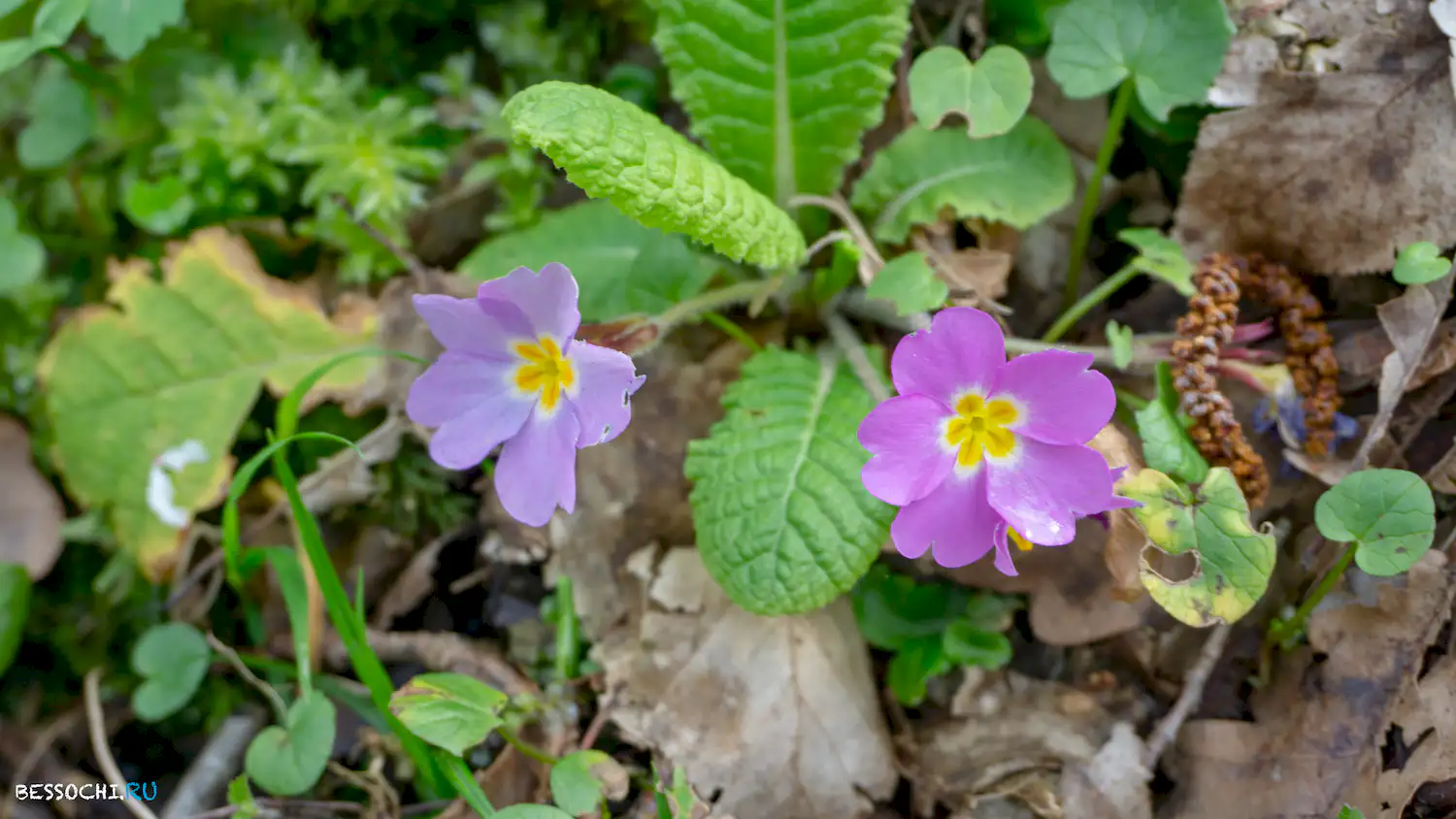 Райское наслаждение