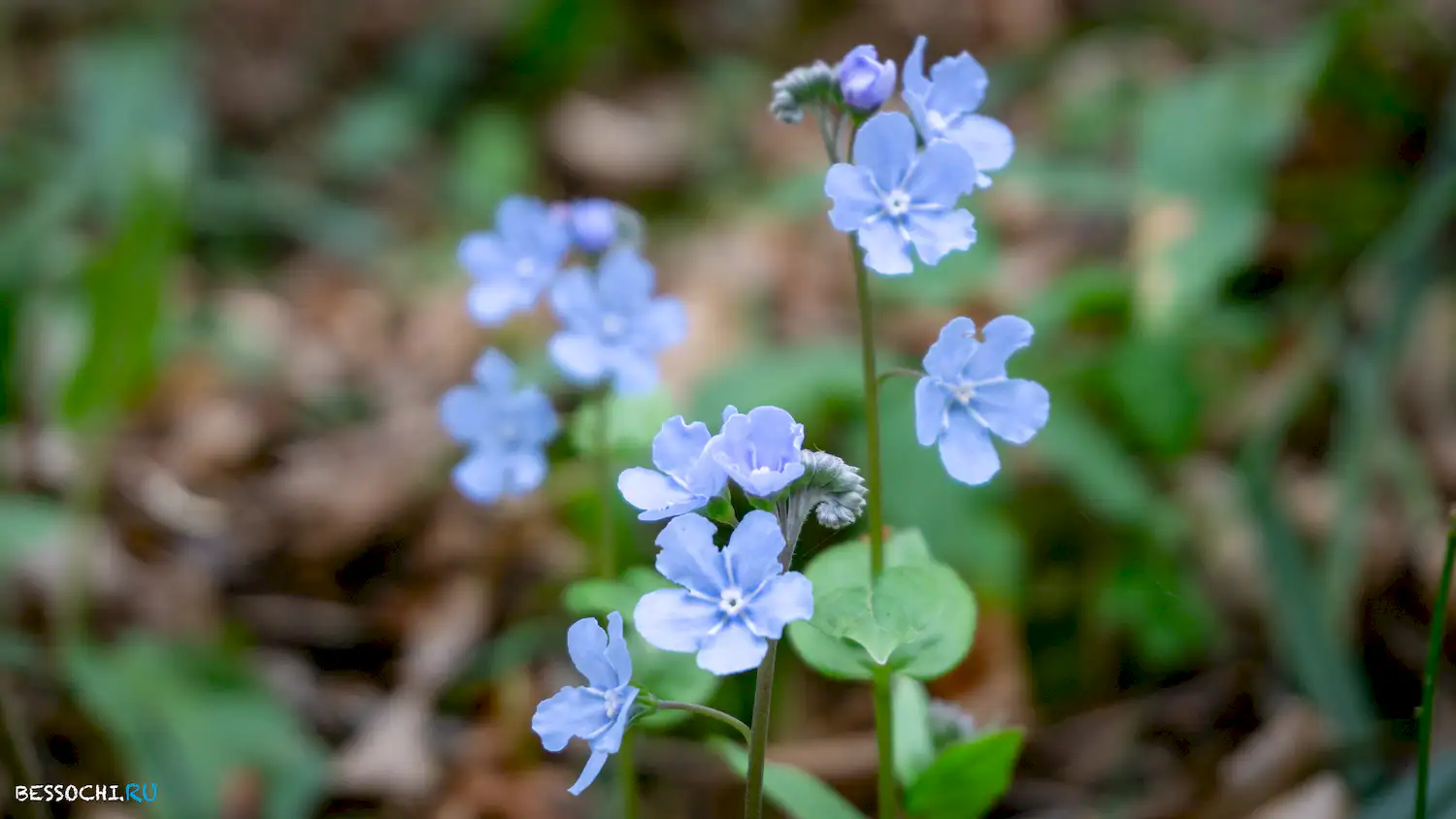 Райское наслаждение