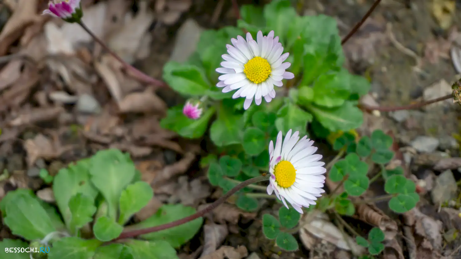 Райское наслаждение
