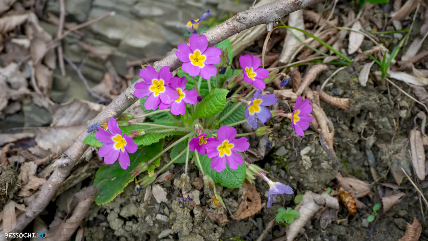 Райское наслаждение