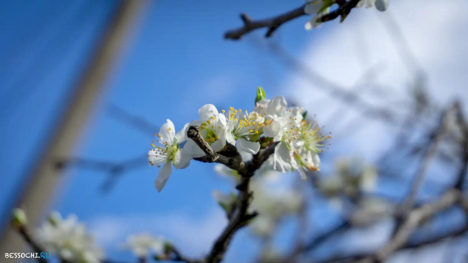 Райское наслаждение