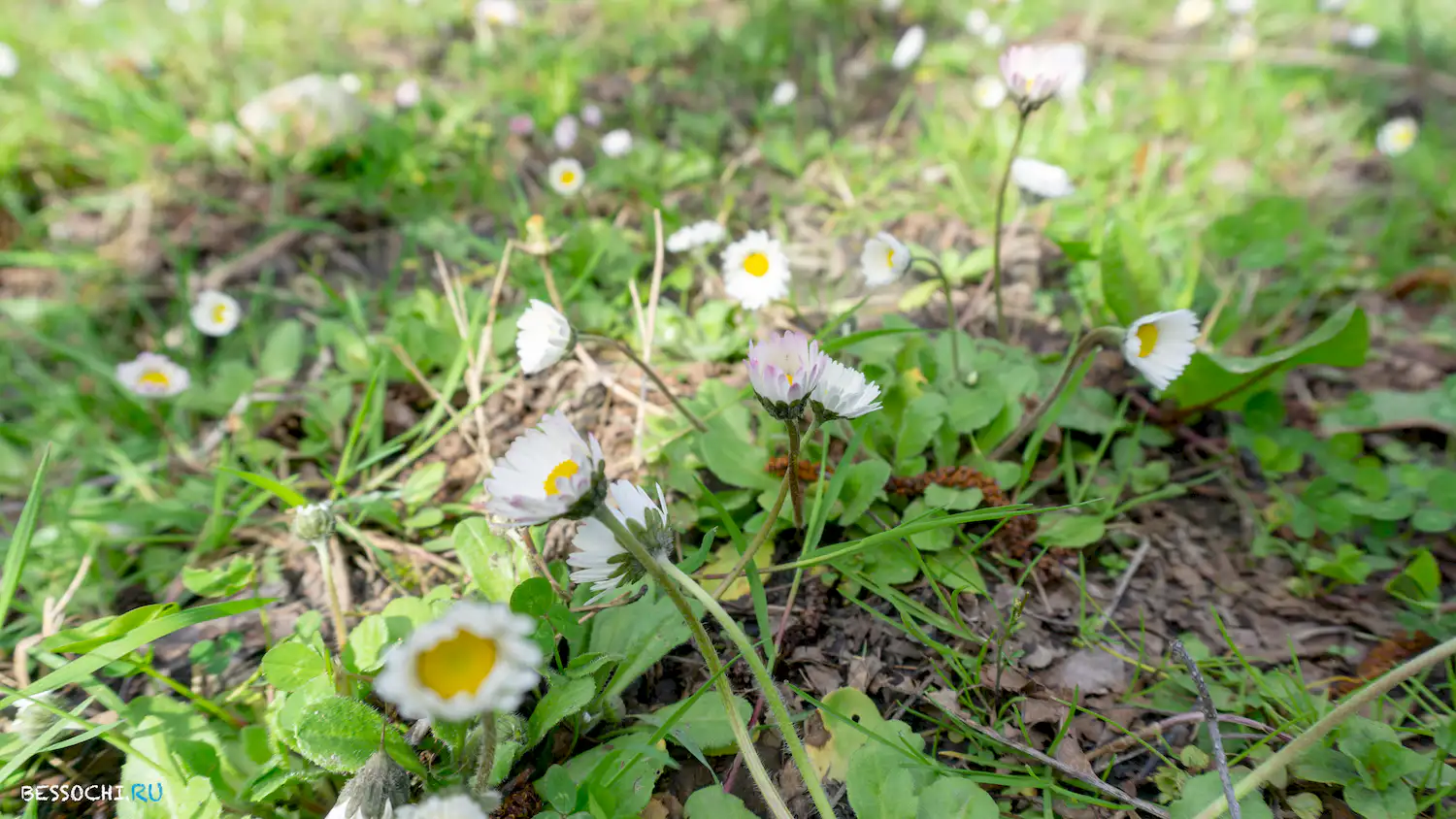 Райское наслаждение