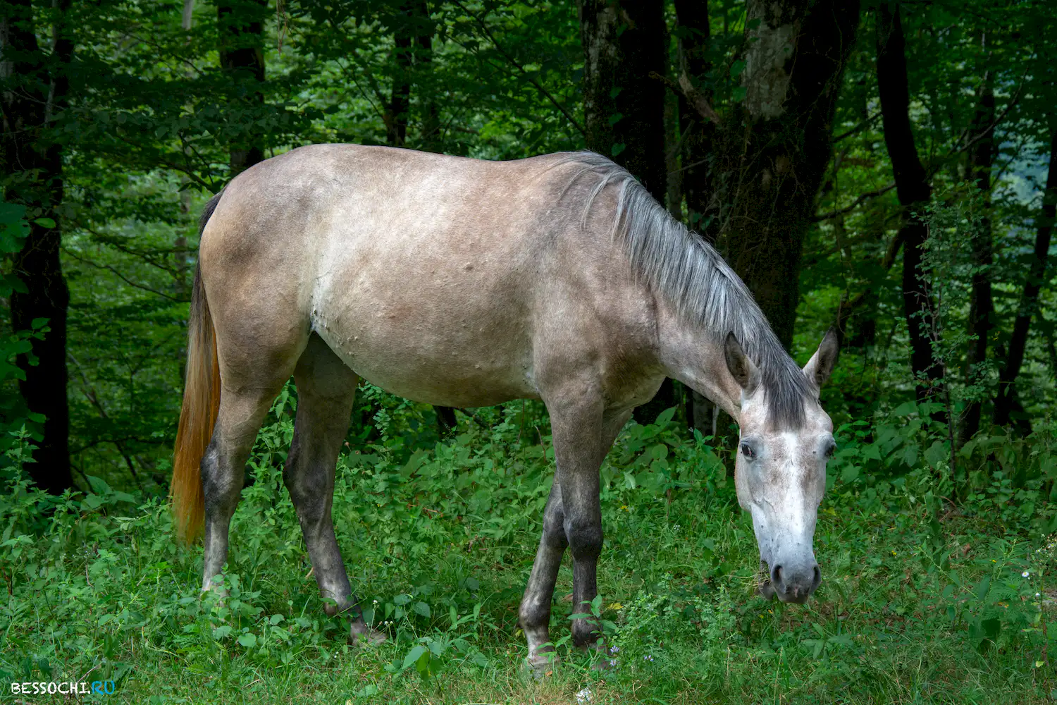 Лесное монастырь
