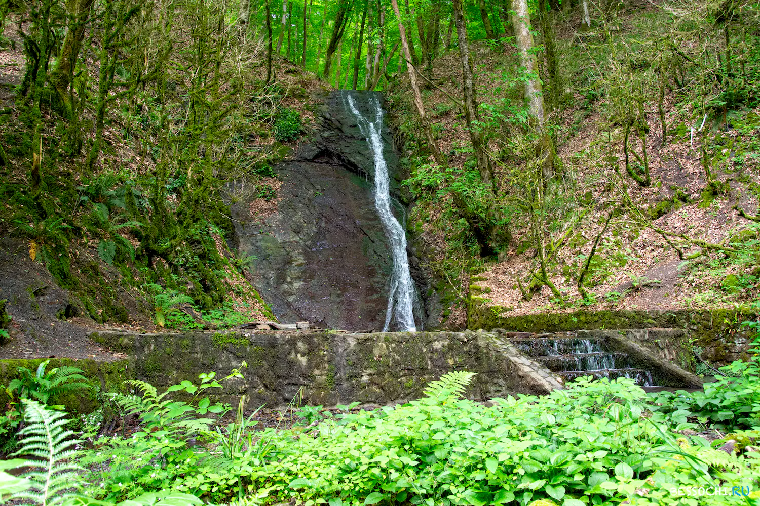 Пластунка ресторан