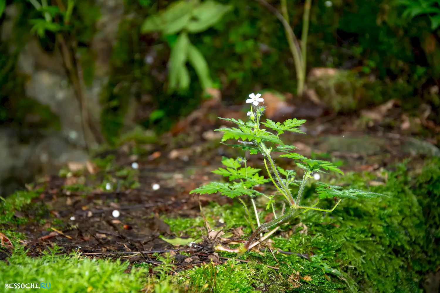 Пластунка ресторан