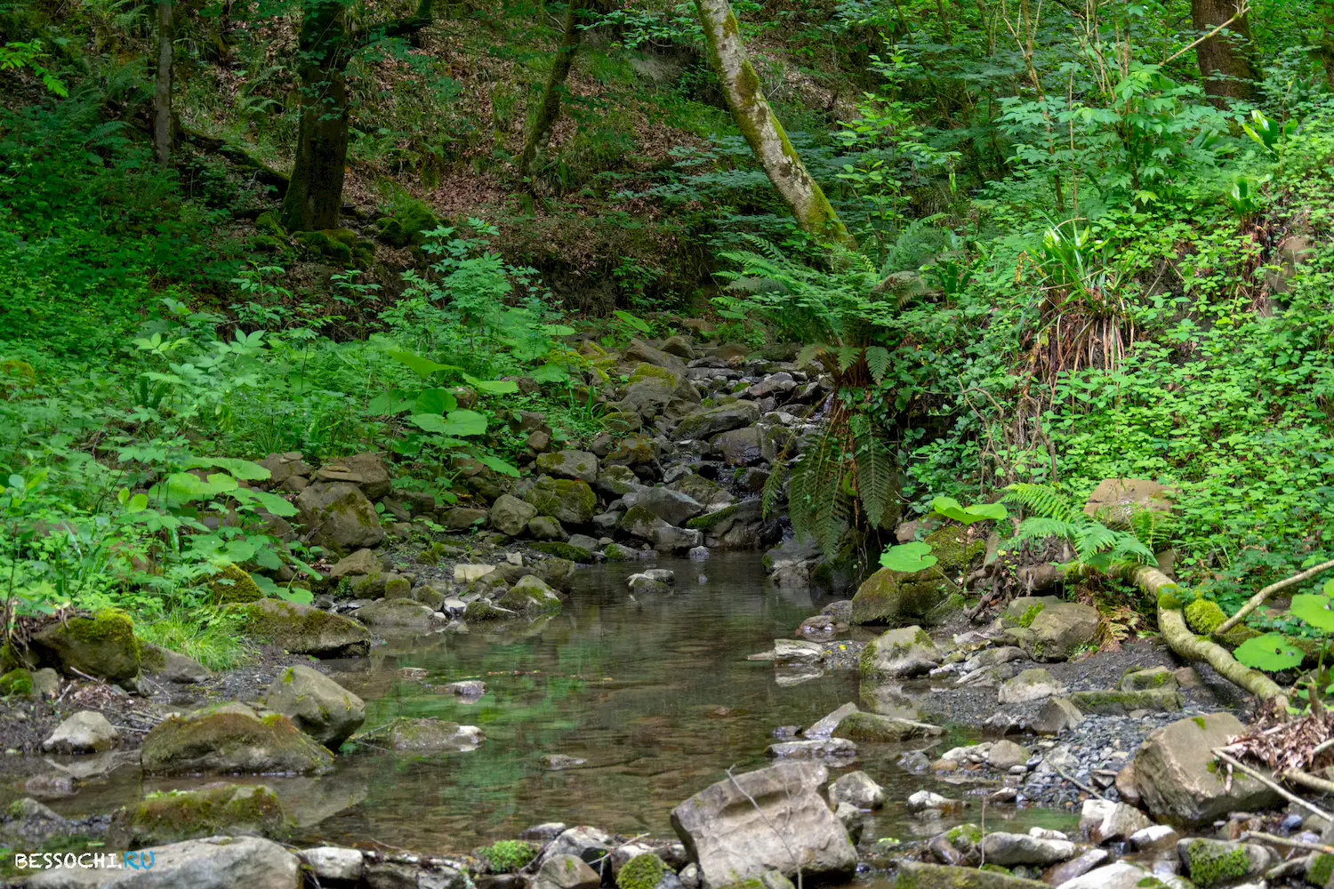 Пластунка ресторан